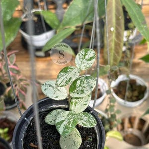 Hoya mathilde silver - Etsy 日本