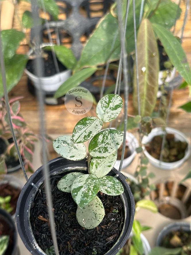 Hoya mathilde silver - Etsy 日本