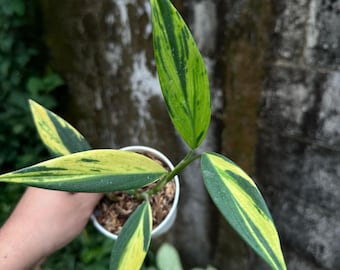 Scindapsus Coreaceus Levende exotische tropische bladplant Binnen Buiten Onderhoudsvriendelijk Uniek Aroid
