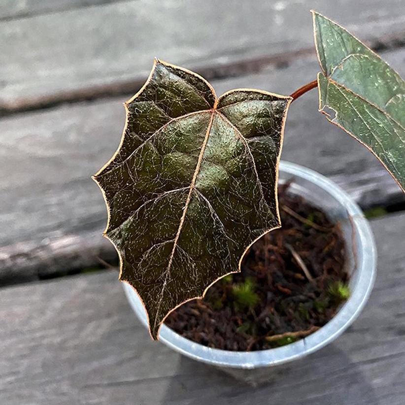 Petit Pot En Verre Pour Plantes Succulentes, Terrarium, Bonsaï | Pot Transparent Décoration Bureau, Jardinage Hydroponique | 18x18x7.5 Cm - Aquarium Miniature