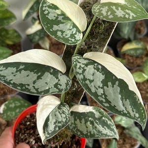 Scindapsus Simbara Variegated Live Exotic Tropical Foliage Plant Indoor Outdoor Easy Care Unique Aroid