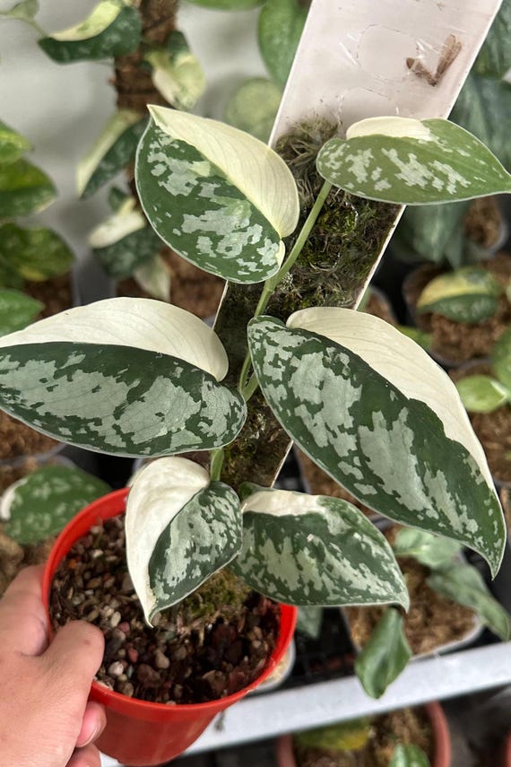 Scindapsus Simbara Variegated Live Exotic Tropical Foliage Plant