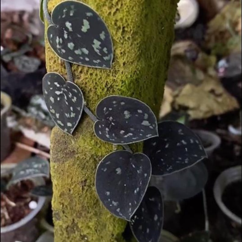 Scindapsus - Thumbnail 2