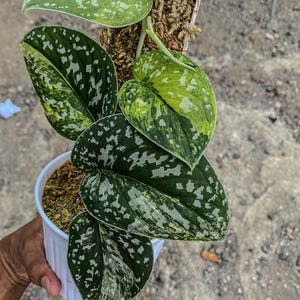 Scindapsus Senopati Rare Live Exotic Tropical Foliage Plant Indoor Outdoor Easy Care Unique Aroid