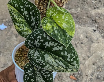 Scindapsus Matcha (maharlika); Green on Green - Exact Plant; US