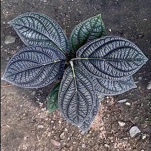 Piper Pramantum Zeldzame levende exotische tropische plant Binnen Buiten Onderhoudsvriendelijk Unique Piperaceae