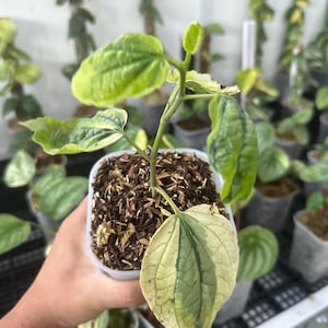 Piper Sp Tricolor Mutatie Zeldzame tropische exotische plant Binnen Buiten Onderhoudsvriendelijk Piperaceae
