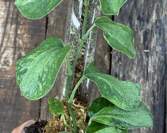 Scindapsus Yusan Zeldzame levende exotische tropische bladplant Onderhoudsvriendelijk Araceae