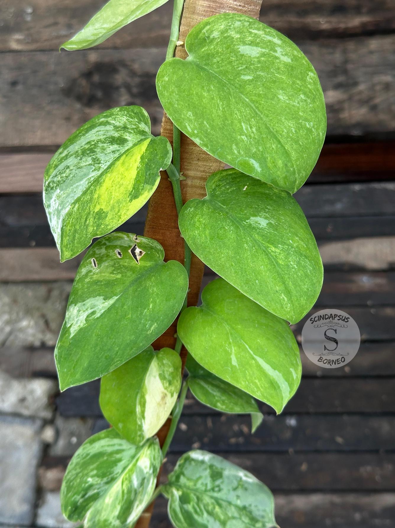 その他観葉植物 scindapsus matcha Yahoo!オークション - 「8」NEW Scindapsus Matcha