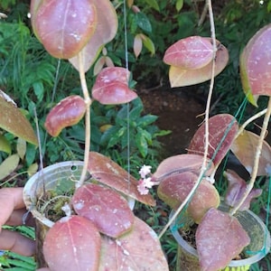 Hoya Red Borneo Live Exotica Tropical Plant Indoor Outdoor Easy Care Apocynaceae