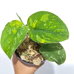 Scindapsus Baticon Variegated Rare Live Exotic Tropical Foliage Plant Indoor Outdoor Easy Care Unique Aroid