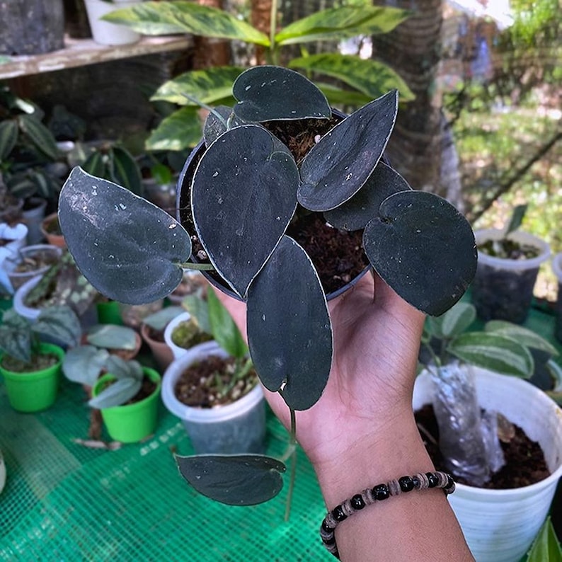 Scindapsus - Thumbnail 3