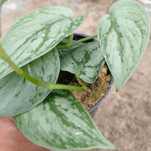 Scindapsus Bogor Beuty Tricolor Live Exotic Tropical Plant Indoor Outdoor Easy Care Unique Aroid