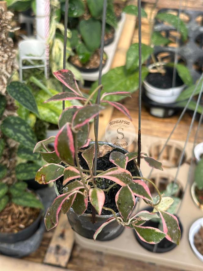 Hoya Bakoensis - Etsy