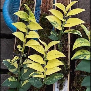 Variegated Rhaphidophora Hayi - Etsy