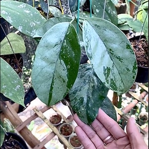 ホヤ コリセア シルバー ライブ エキゾチカ 熱帯植物 屋内 屋外 お手入れ簡単 キョウチクトウ科