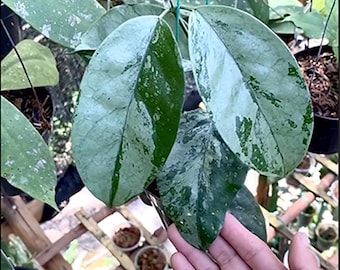 Hoya Coreasea Silver Live Exotica Plante tropicale d&#39;intérieur, d&#39;extérieur, facile d&#39;entretien Apocynaceae