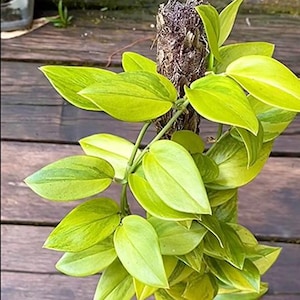 Scindapsus Trubi Lemon Live Exotic Tropical Foliage Plant Indoor Outdoor Aroid