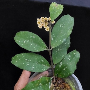 ホヤ インペリアリス パラワン (((((ホヤ))))Phyto_Cer.//// - Etsy 日本