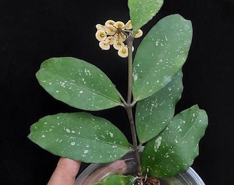 ホヤ インペリアリス パラワン (((((ホヤ))))Phyto_Cer.//// - Etsy 日本