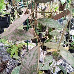 ホヤ アフ ランビ シルバー ライブ エキゾチカ 熱帯植物 屋内 屋外 お手入れ簡単 キョウチクトウ科