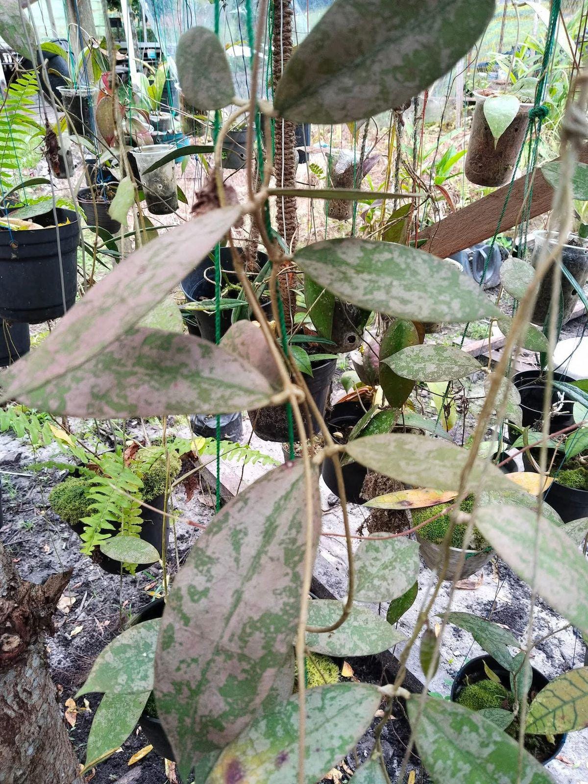 Hoya aceh - Etsy 日本