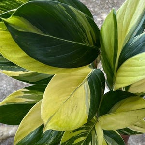 Scindapsus Rupertis Neon Tricolor Rare Exotic Tropical Plant Indoor Outdoor Easy Care Araceae