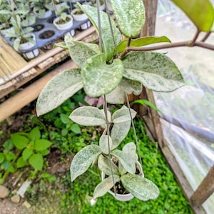 Hoya nova ghost - Etsy 日本
