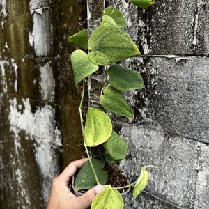 Scindapsus Exotica Golden Mint - Best Selected Rare Live Exotic Tropical Foliage Plant Indoor Outdoor Easy Care Aroid