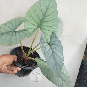 Alocasia bisma - Etsy 日本