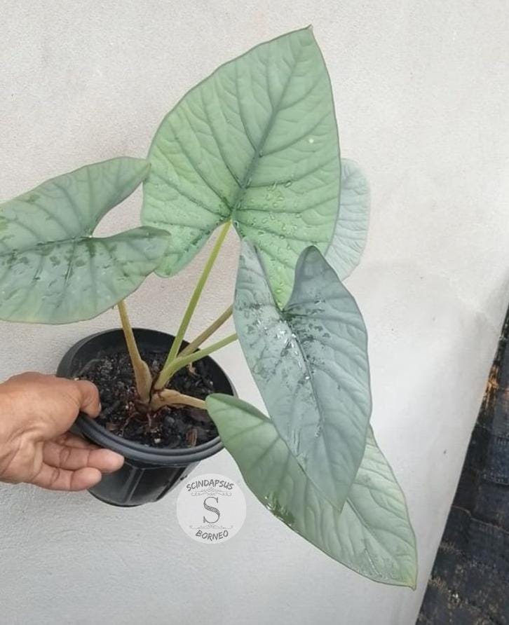 Alocasia bisma - Etsy 日本