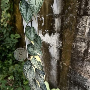 Scindapsus Creme Splash - Best Selected Rare Live Exotic Tropical Foliage Plant Indoor Outdoor Easy Care Aroid