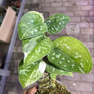 Scindapsus Agryrareus Tricolor - Best Selected Rare Live Exotic Tropical Foliage Plant Indoor Outdoor Easy Care Aroid
