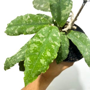 Hoya Undulata Live Exotica Tropical Plant Indoor Outdoor Easy Care Apocynaceae