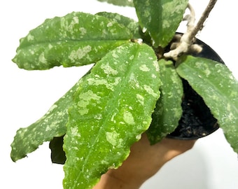 Hoya Undulata Plante tropicale exotique vivante d&#39;intérieur, d&#39;extérieur, facile d&#39;entretien Apocynaceae