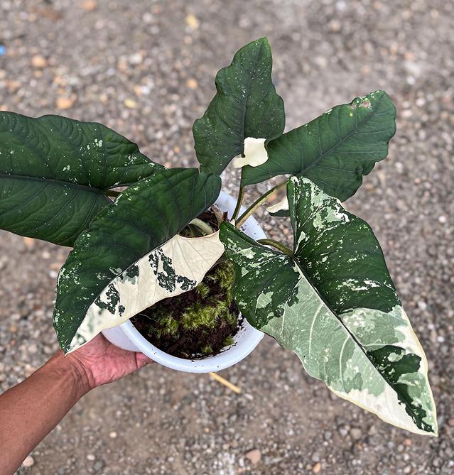 Alocasia bisma - Etsy 日本