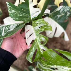 May include: Close-up of a Monstera plant with large, variegated leaves. The leaves display a mix of bright green and creamy white patterns. The plant's stems are a vibrant green, and the overall image showcases the plant's lush, tropical appearance.