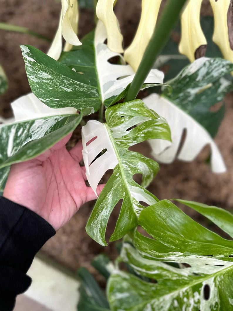 May include: Close-up of a Monstera plant with large, variegated leaves. The leaves display a mix of bright green and creamy white patterns. The plant's stems are a vibrant green, and the overall image showcases the plant's lush, tropical appearance.