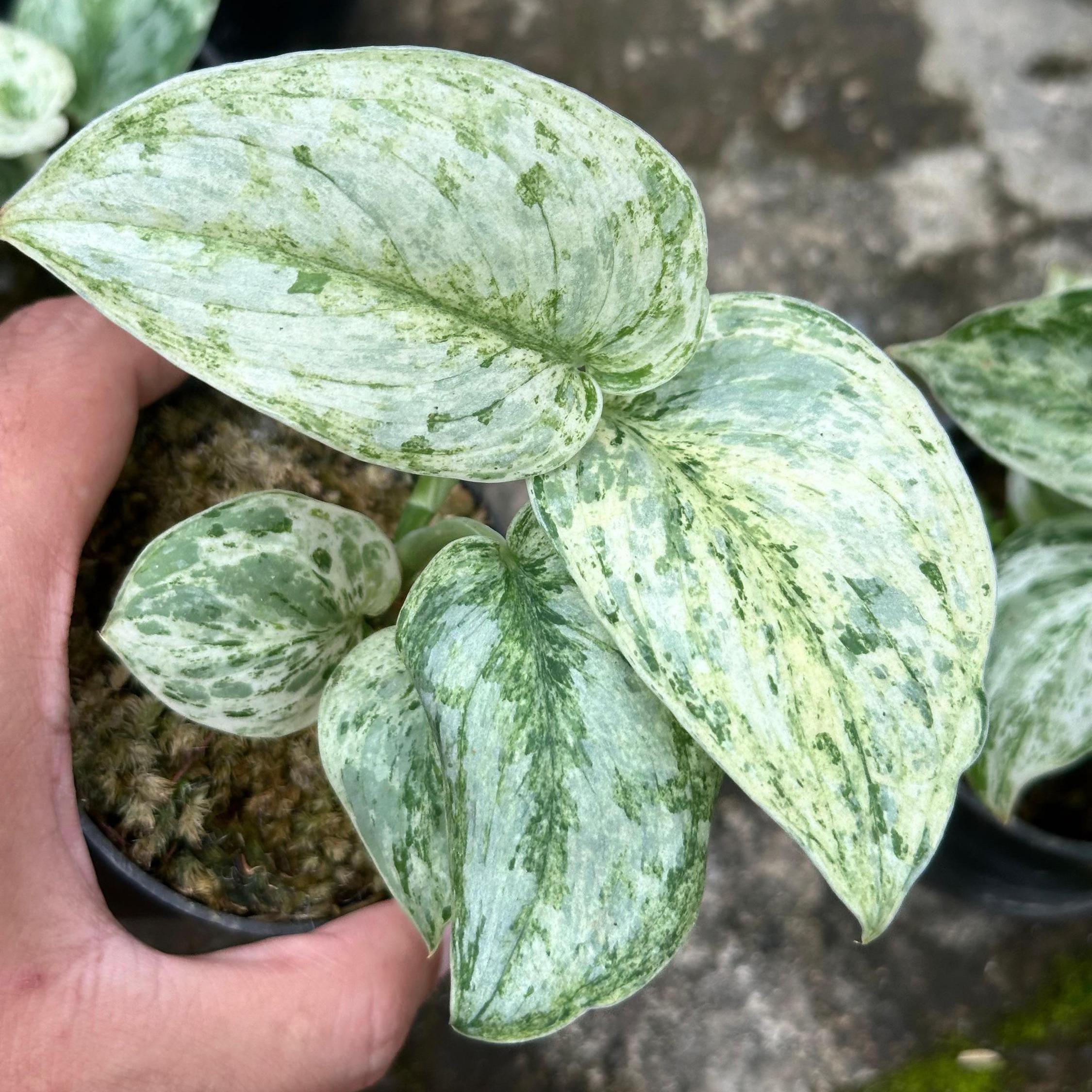 Scindapsus Peasun Variegated Live Exotic Tropical Foliage Plant