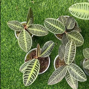 Labisia Ardisia Lebende Exotic Tropische Pflanze Indoor Outdoor Easy Care Primulaceae