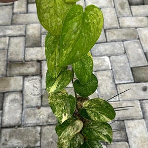 Scindapsus Picta Aurea Live Exotic Tropical Foliage Plant Indoor Outdoor Easy Care Aroid
