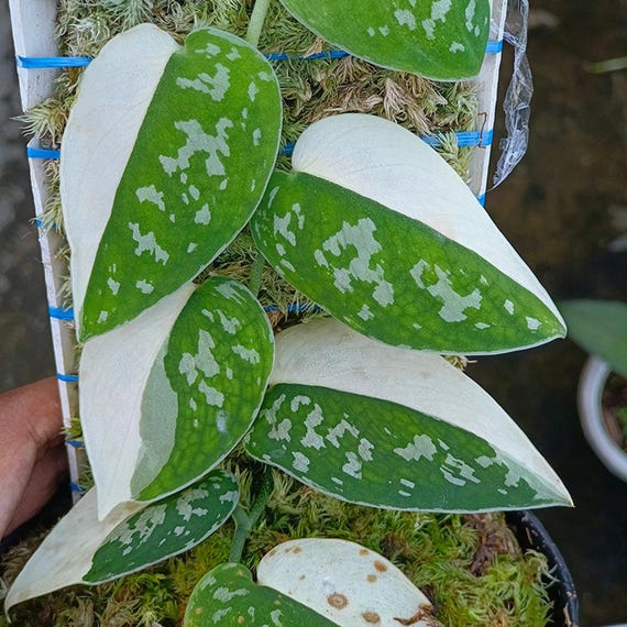 り*ー様 【激レア】Scindapsus Argyraeus Fatamorga il_fullxfull.6992291865_ldyq.jpg