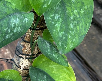 Scindapsus Black Wizard Mutation Variegated Rare Foliage Live Exotic Tropical Plant Indoor Outdoor Easy Care Unique Aroid