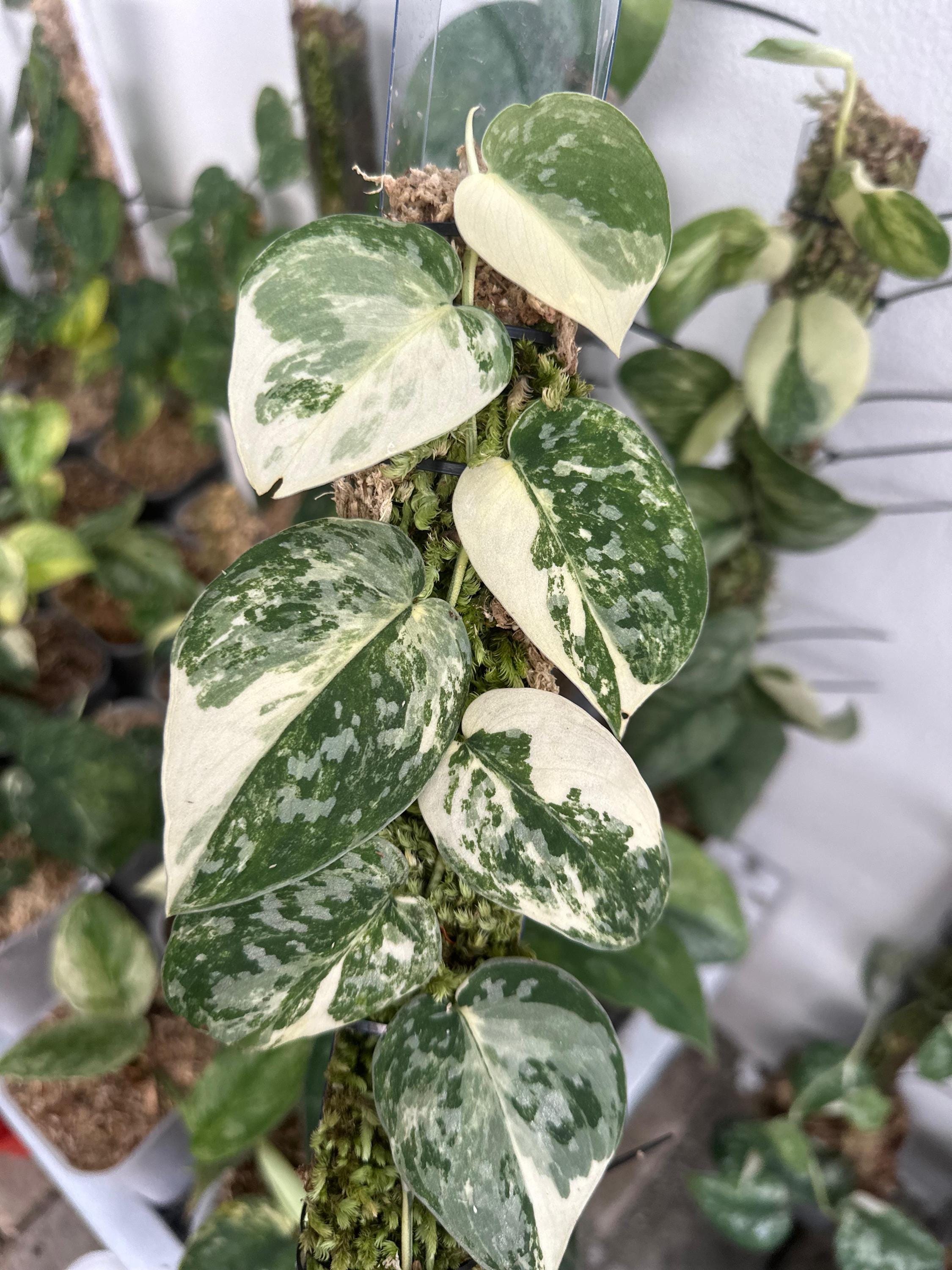 Scindapsus Argyraeus Marble White Crocodile Variegated Rare Live