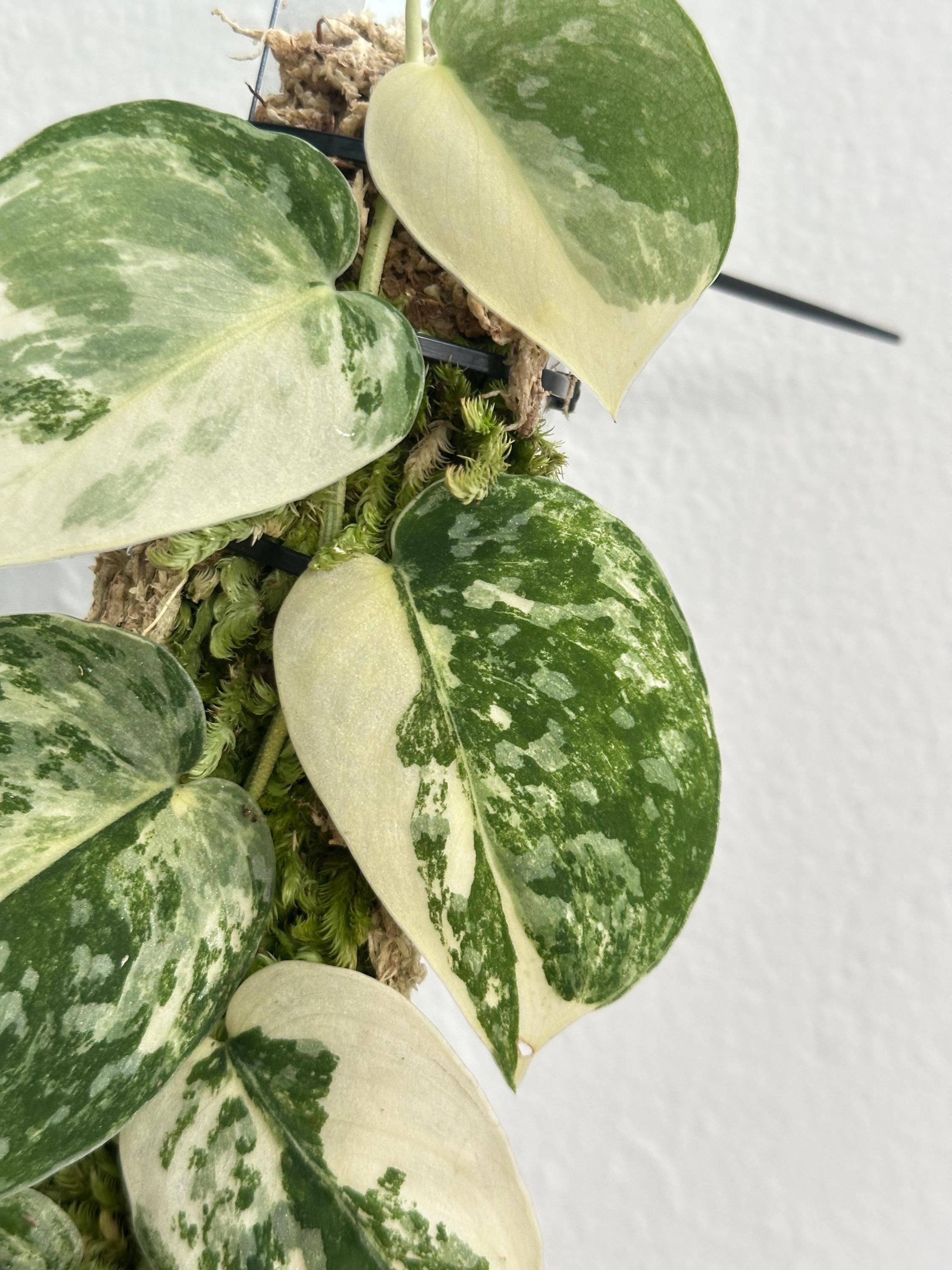 り*ー様 【激レア】Scindapsus Argyraeus Fatamorga il_fullxfull