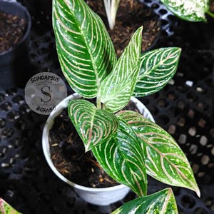 Aglaonema Golden Hope - Etsy