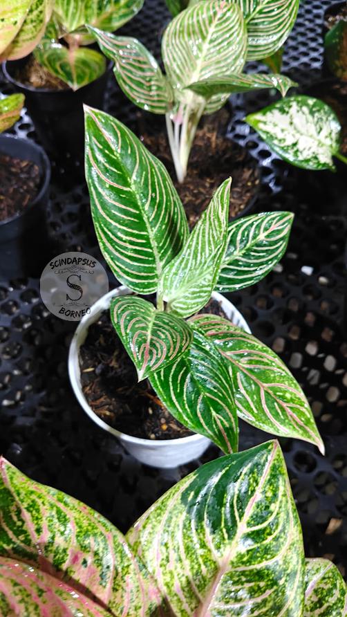 Aglaonema Golden Hope - Etsy