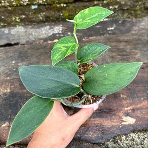 Scindapsus Blurik Variegated Live Rare Exotic Tropical Foliage Plant Indoor Outdoor Easy Care Unique Aroid