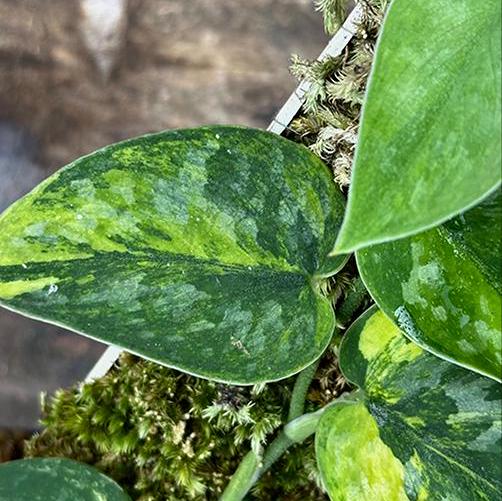 Scindapsus Green Diamond – Scindapsus Borneo scindapsus green daiamond