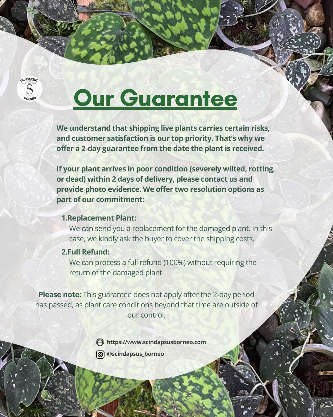 【激レア】Scindapsus Argyraeus Fatamorgana 激レア】Scindapsus Argyraeus Fatamorgana - メルカリ